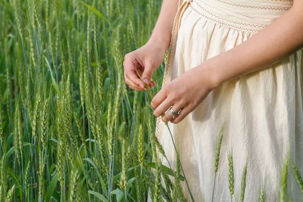 spikelets of wheat in the hands of a girl