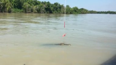 Tuzlu su timsahı Adelaide Rive, Darwin, Avustralya içinde bir şeyler atıştırmak için atlama 