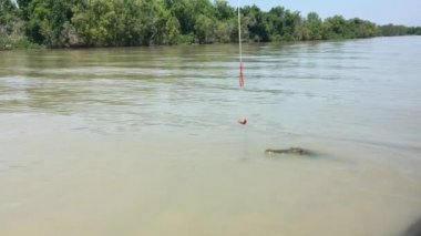Tuzlu su timsahı Adelaide Rive, Darwin, Avustralya içinde bir şeyler atıştırmak için atlama 