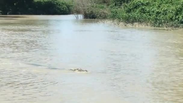 Swimming Crocodile River — Stock Video