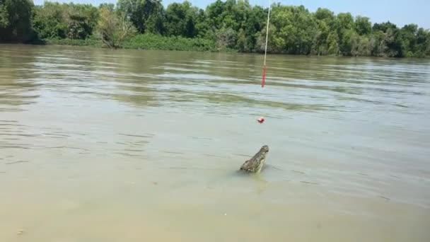 Saltwater Crocodile Jumping Snack Adelaide Rive Darwin Australia — Stock Video