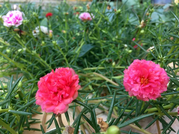 Verdolaga floreciendo en el jardín —  Fotos de Stock