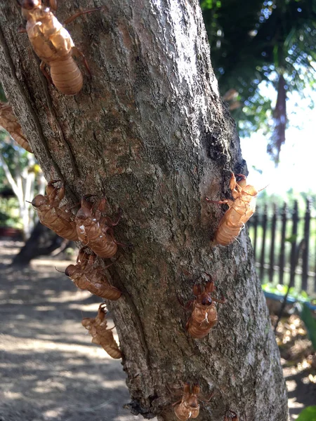 Пляма з cicada — стокове фото