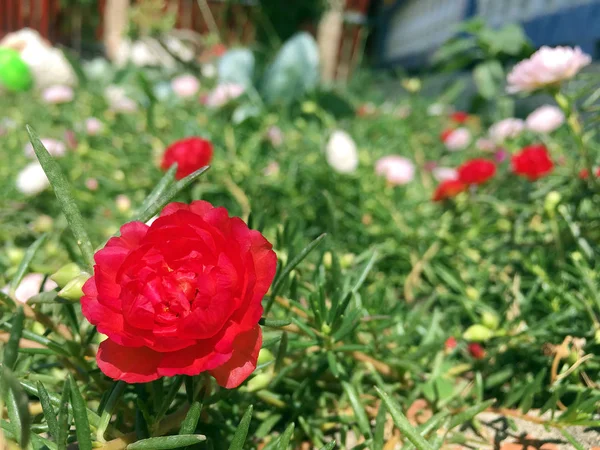 Postelein bloeiend in de tuin — Stockfoto