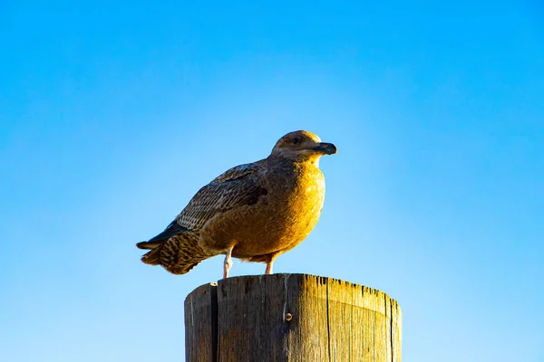 青い空で分離されたカモメ — ストック写真