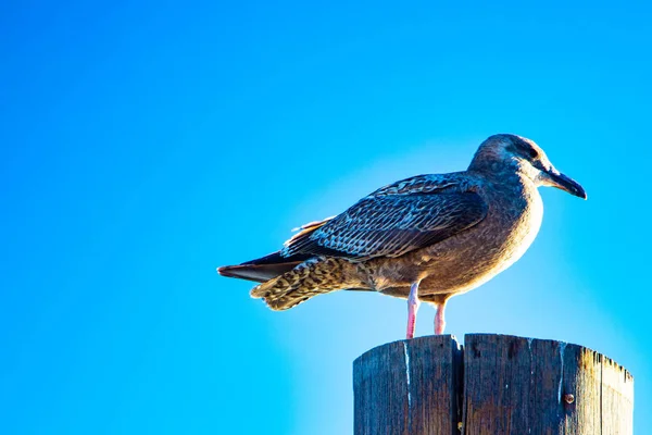 Gull Isolerade Den Blå Himlen — Stockfoto