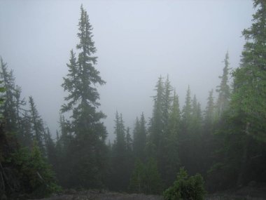 Sisli bir gün bazı ağaçlarda bir dağ