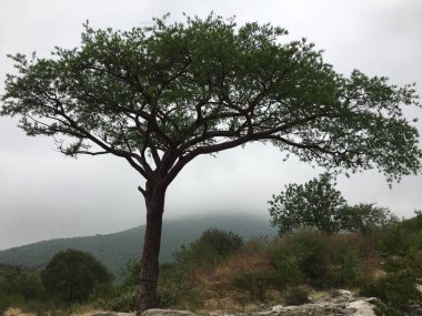 Sis ile izole ağacı