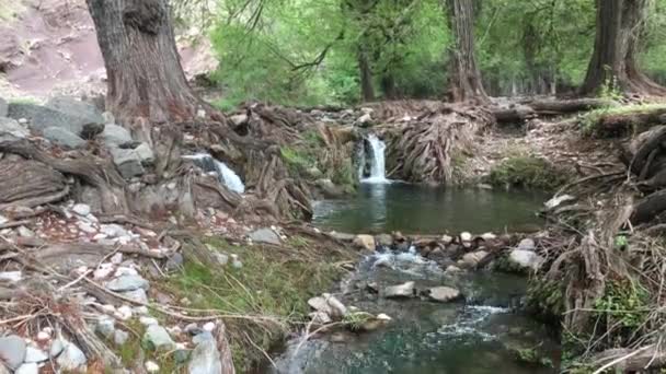Water Bos Ahuehuetla Puebla Mexico — Stockvideo
