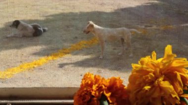 Köpekler sonraki cempasuchitl yolundaki gün Dead