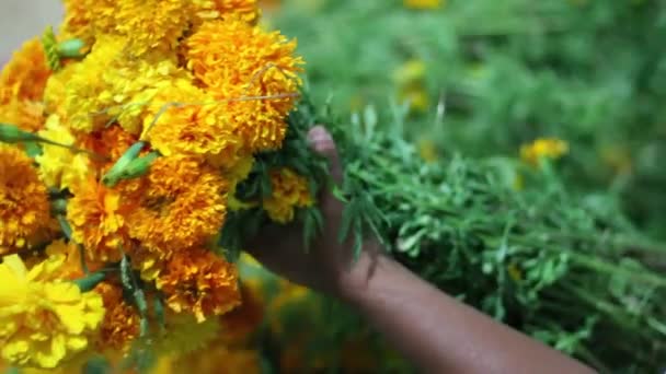 Cempasuchitl Virágok Halottak Napján — Stock videók