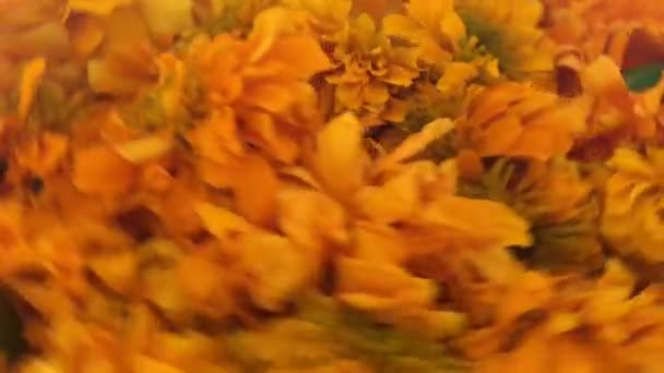 Auténticas Flores Cempasuchitl Como Fondo — Vídeos de Stock