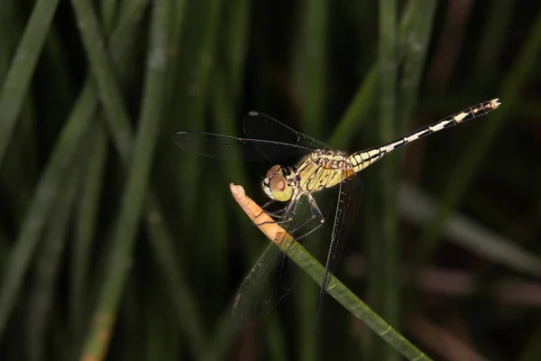 Una Libellula Gialla Appollaiata Sulla Foglia Verde — Foto Stock