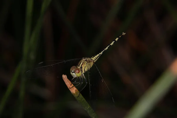 一只黄色的蜻蜓栖息在绿叶上 — 图库照片