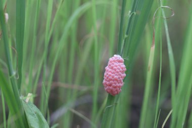 Altın applesnail yumurta (elma salyangozu) pirinç bitkiler üzerinde yumurta