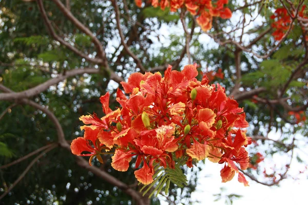 Kırmızı Gösterişli Çiçek Kadar Flamboyant Tavus Kuşu Çiçek Royal Poinciana — Stok fotoğraf