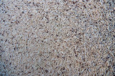 Yetişkin pirinç weevils pirinç taneleri üzerinde yakın çekim. Siyah weevil