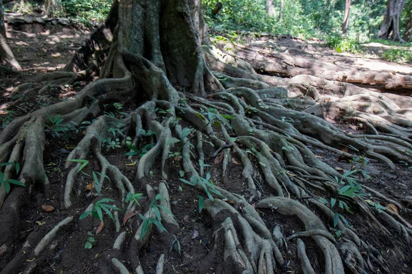 Raízes Uma Árvore Lama Sujeira Grama — Fotografia de Stock