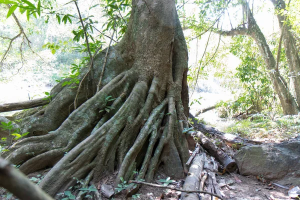 Çamur, kir ve çim bir ağaç köklerinin