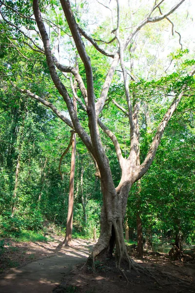 Las Raíces Árbol Barro Tierra Hierba — Foto de Stock