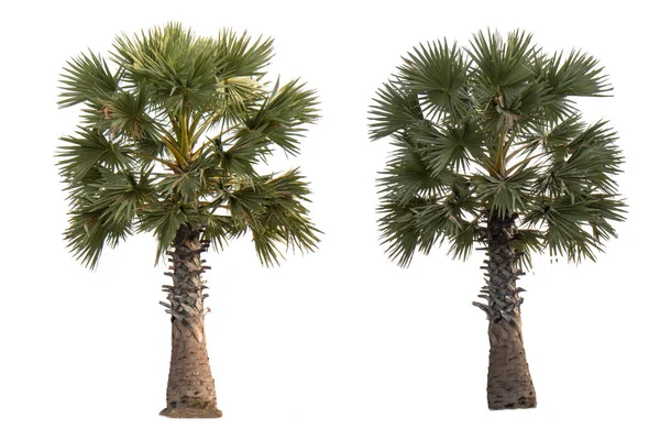 Beyaz arka plan üzerinde izole yeşil güzel hurma ağacı