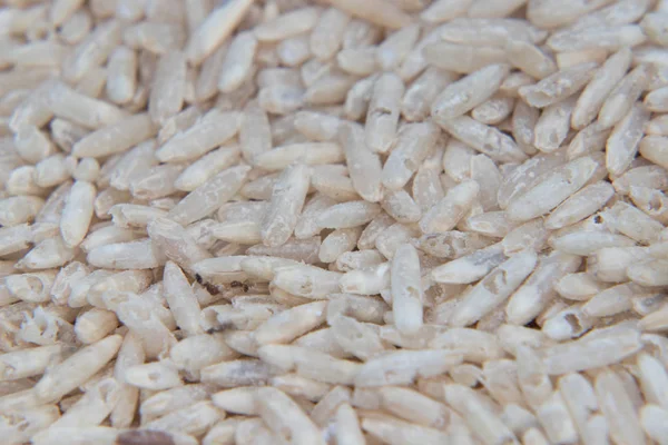 Yetişkin pirinç weevils pirinç taneleri üzerinde yakın çekim. Siyah weevil