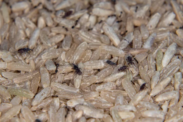 Primer Plano Gorgojos Adultos Arroz Sobre Granos Arroz Gorgojo Negro —  Fotos de Stock