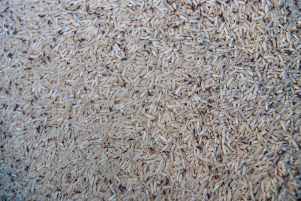 玄米の米ゾウムシ成虫のクローズ アップ 黒いゾウムシ — ストック写真