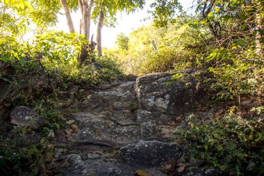 Ormanın içinden bir geçit kadar rock merdiven.