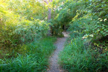 Giriş ile yeşil ağaçlar ormanda yürümek