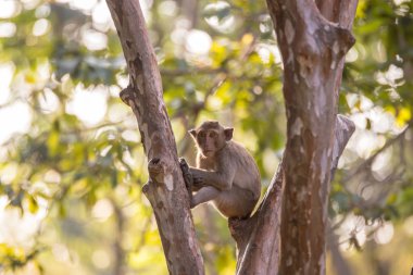 Ağaç oturup maymun