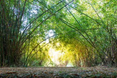 Buda Monthon, Tayland Nakhon Pathom Bambu Ormanı atmosferde yaz