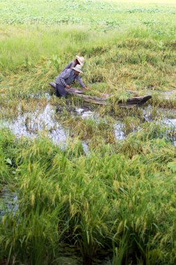 Şiddetli yağmur çiftçiler zarar vermiş sonra pirinç tarlalarının sular altında.