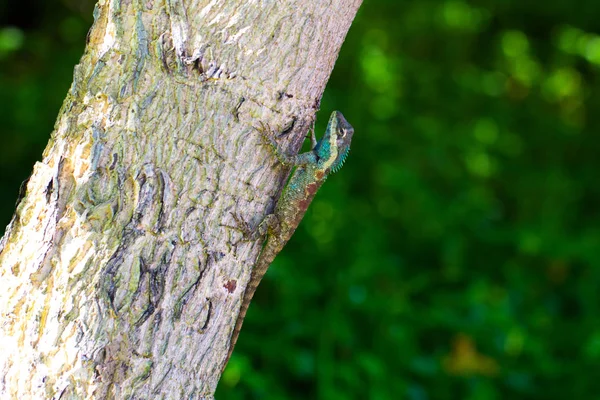 Camaleón Colorido Con Árbol — Foto de Stock