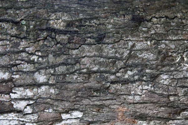 Природа Темно Коричневого Дерева Пятна Близко Текстуре Фона — стоковое фото