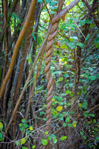 Лесу Спиральным Деревом Виноградной Лозой — стоковое фото