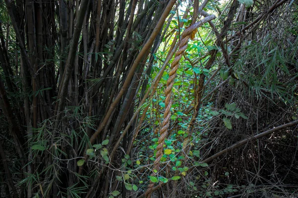 Lesie Drzewa Spiralne Lub Spiralne Winorośli — Zdjęcie stockowe