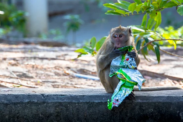 Yemek ve oturmak ile plastik atık acelesiz maymun.