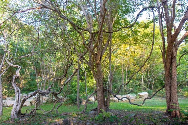 Bosque Con Árbol Espiral Vid Espiral — Foto de Stock