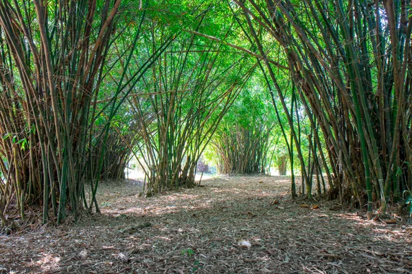 Buda Monthon, Tayland Nakhon Pathom Bambu Ormanı atmosferde yaz