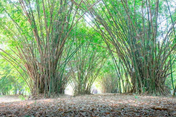 Летняя Атмосфера Бамбуковом Лесу Будда Монтон Накхон Патом Таиланде — стоковое фото