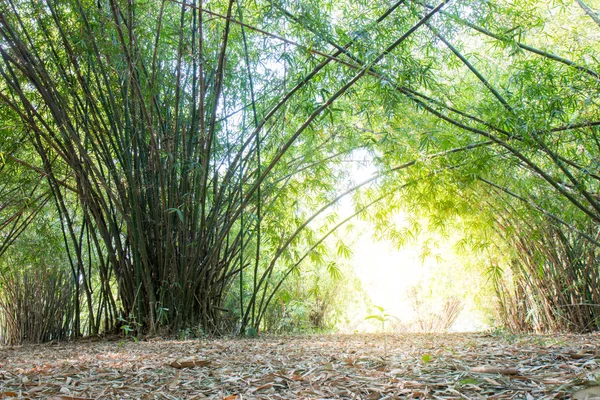 Letniej Atmosfery Bambusowym Lesie Buddy Monthon Nakhon Pathom Tajlandii — Zdjęcie stockowe