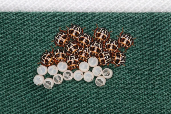 Brown egg marmorated stink bug hatchlings at Stick on the shirt