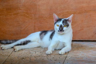 Kediler merak dış ev bakıyorsun (komik çizgili kedi veya renk, beyaz, siyah)