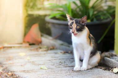 Küçük kediler merak dış ev bakıyorsun