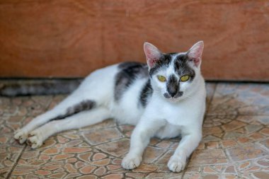 Kediler merak dış ev bakıyorsun (komik çizgili kedi veya renk, beyaz, siyah)