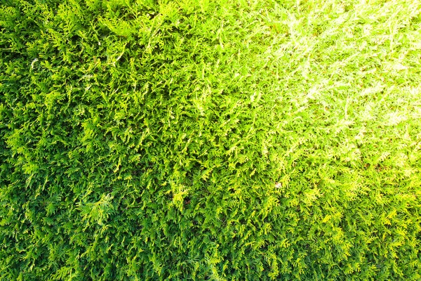 Doğa yeşil arka plan yaprak ve dokulu, yaprakları duvar backn için