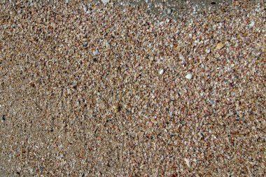 kabuk ve taş parçaları