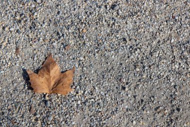 sonbahar yaprakları yere döşeme