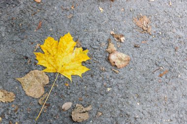 ellow akçaağaç yaprağı